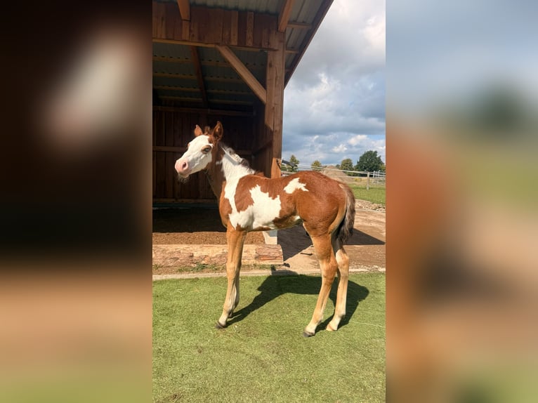 American Paint Horse Stallone Puledri (07/2026) 152 cm Pezzato in Schönberg