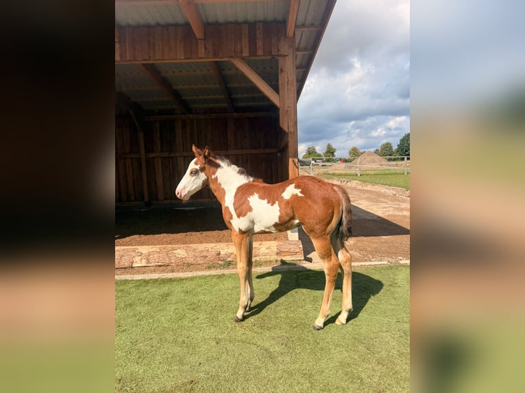 American Paint Horse Stallone Puledri (07/2026) 152 cm Pezzato in Schönberg