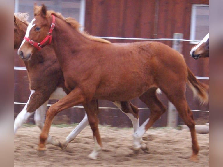 American Paint Horse Stallone Puledri (03/2025) 152 cm Sauro in Velpke