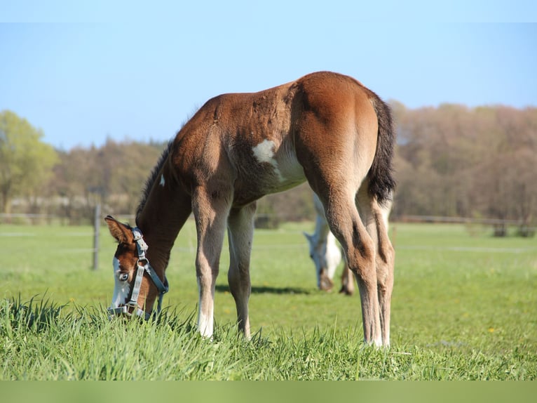 American Paint Horse Stallone Puledri (03/2026) 153 cm Baio in Mönchhagen