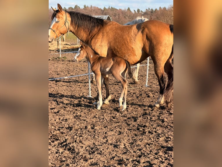 American Paint Horse Stallone Puledri (03/2026) 153 cm Baio in Mönchhagen