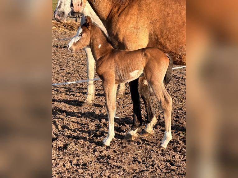 American Paint Horse Stallone Puledri (03/2026) 153 cm Baio in Mönchhagen