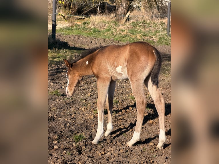 American Paint Horse Stallone Puledri (03/2026) 153 cm Baio in Mönchhagen
