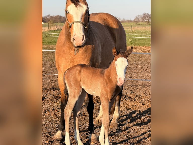 American Paint Horse Stallone Puledri (03/2026) 153 cm Baio in Mönchhagen