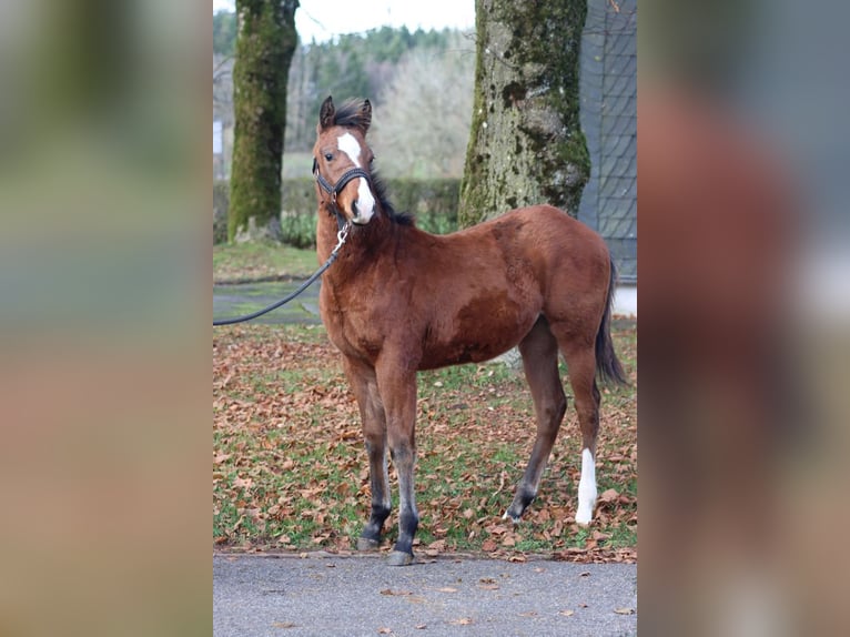 American Paint Horse Stallone Puledri (04/2025) 153 cm Baio in Hellenthal