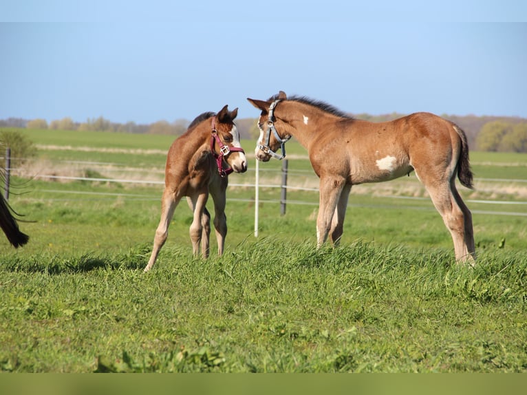 American Paint Horse Stallone Puledri (03/2026) 153 cm  in Mönchhagen
