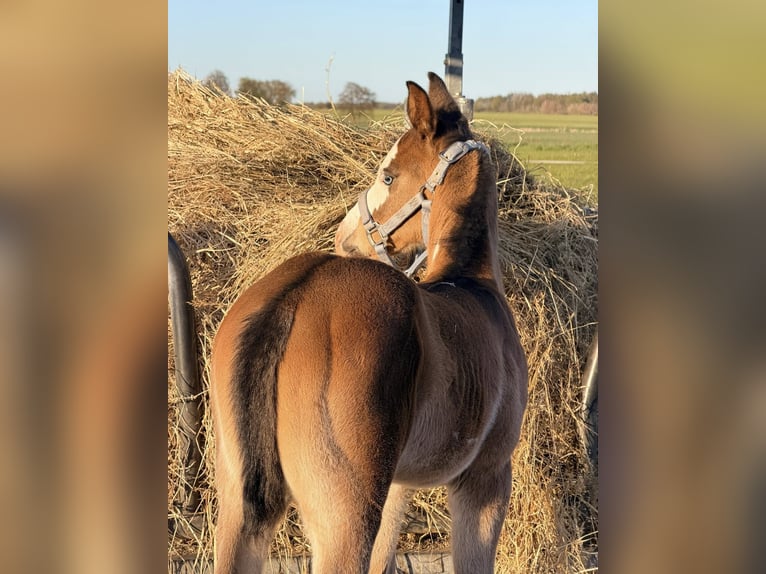 American Paint Horse Stallone Puledri (03/2026) 153 cm  in Mönchhagen