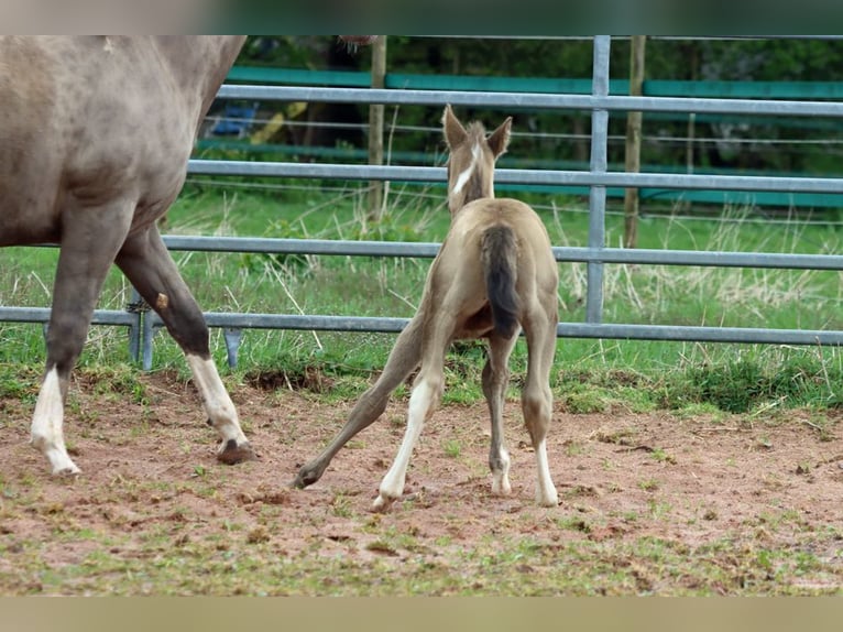 American Paint Horse Stallone Puledri (04/2025) 153 cm Champagne in Hellenthal
