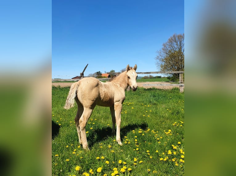 American Paint Horse Stallone Puledri (04/2026) 153 cm Pelle di daino in Rödinghausen