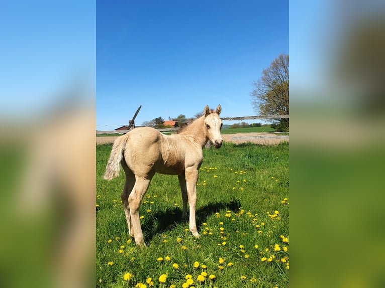 American Paint Horse Stallone Puledri (04/2026) 153 cm Pelle di daino in Rödinghausen