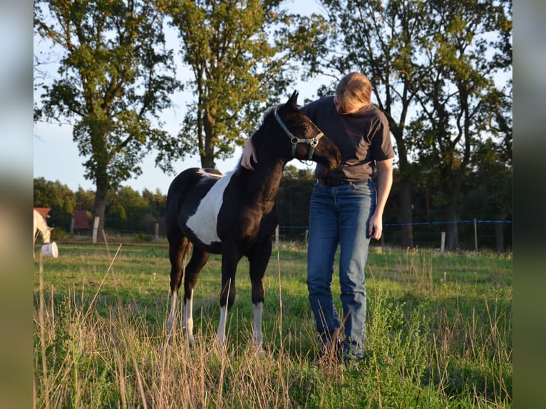 American Paint Horse Stallone Puledri (06/2026) 153 cm Tobiano-tutti i colori in Nordhorn