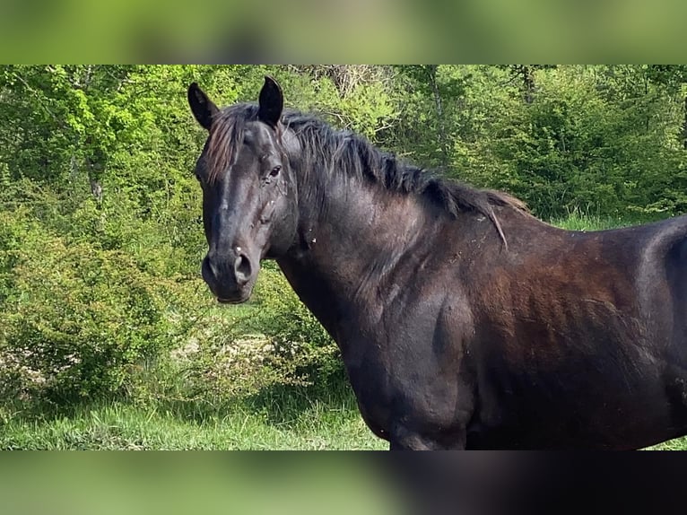 American Paint Horse Stallone Puledri (06/2026) 154 cm Morello in Cansano