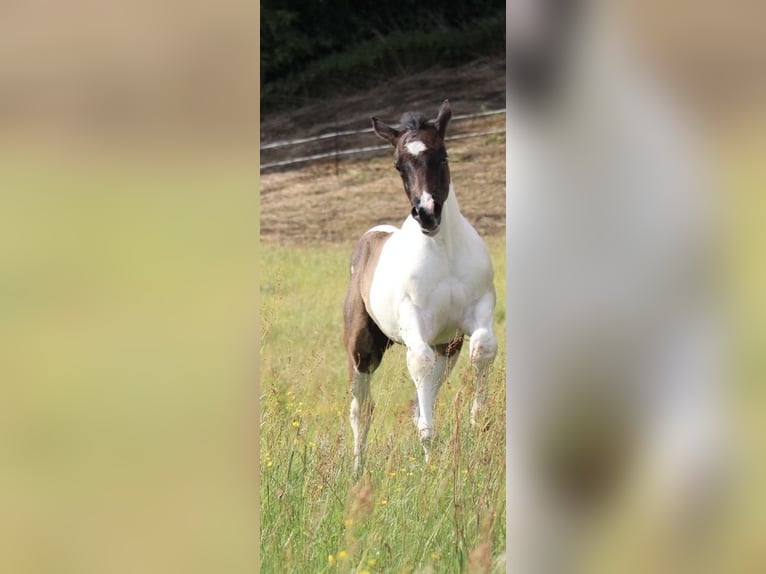 American Paint Horse Stallone Puledri (04/2025) 154 cm Pezzato in B&#xFC;ren