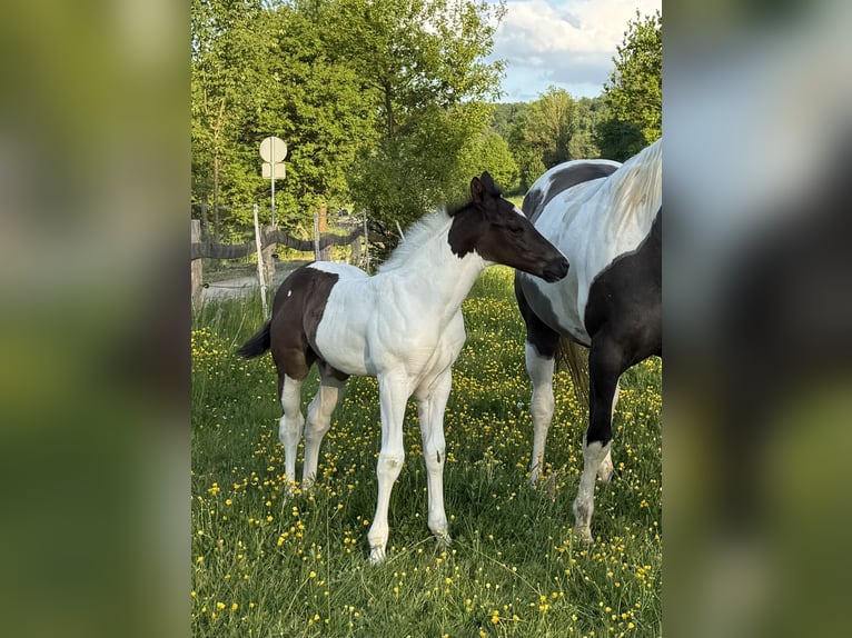 American Paint Horse Stallone Puledri (04/2025) 154 cm Pezzato in B&#xFC;ren