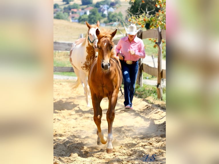 American Paint Horse Stallone Puledri (04/2026) 154 cm Sauro in Matzenbach