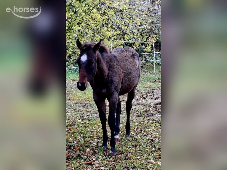 American Paint Horse Stallone Puledri (06/2026) 155 cm Baio roano in Werneuchen