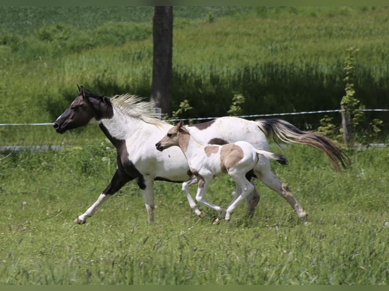 American Paint Horse Stallone Puledri (05/2026) 155 cm Grullo in Büren