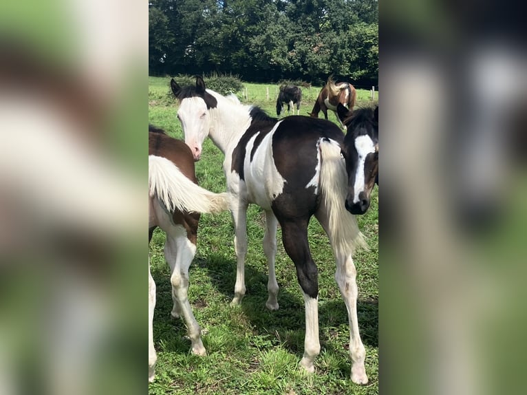 American Paint Horse Stallone Puledri (03/2025) 155 cm Overo-tutti i colori in Goulles