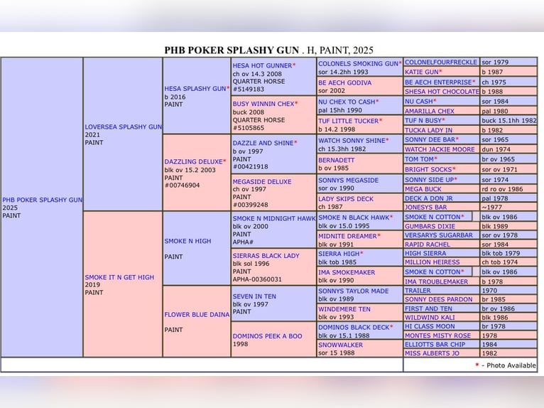 American Paint Horse Stallone Puledri (03/2025) 155 cm Overo-tutti i colori in Goulles