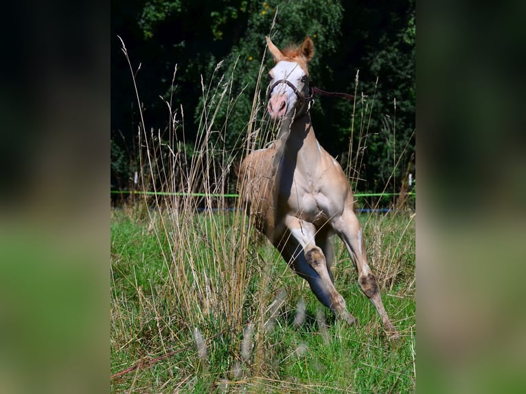 American Paint Horse Stallone Puledri (03/2025) 155 cm Pezzato in Obertaufkirchen
