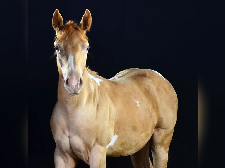 American Paint Horse Stallone Puledri (02/2025) 156 cm Pezzato in Schwindegg