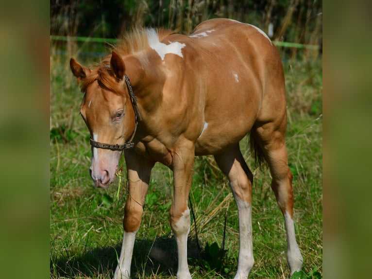 American Paint Horse Stallone Puledri (02/2025) 156 cm Pezzato in Schwindegg
