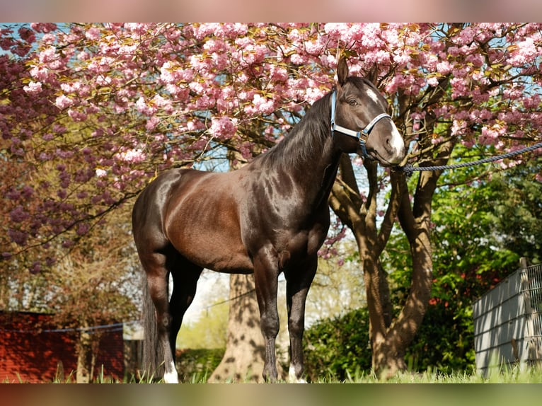 American Paint Horse Stallone Puledri (01/2025) 157 cm Baio in Ritterhude