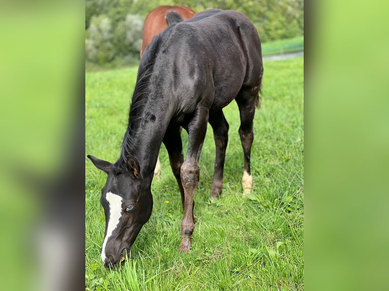 American Paint Horse Stallone Puledri (06/2025) 158 cm Morello in Rohrdorf