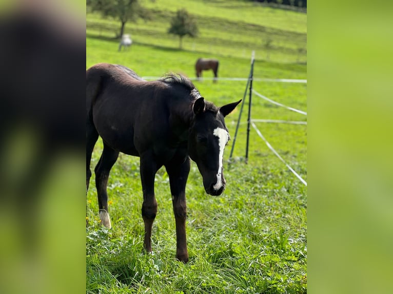 American Paint Horse Stallone Puledri (06/2025) 158 cm Morello in Rohrdorf