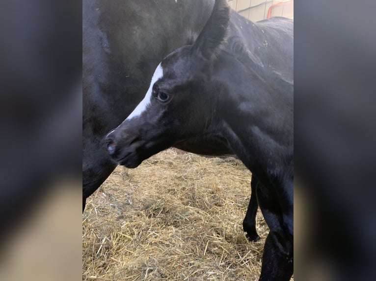 American Paint Horse Stallone Puledri (06/2025) 158 cm Morello in Rohrdorf