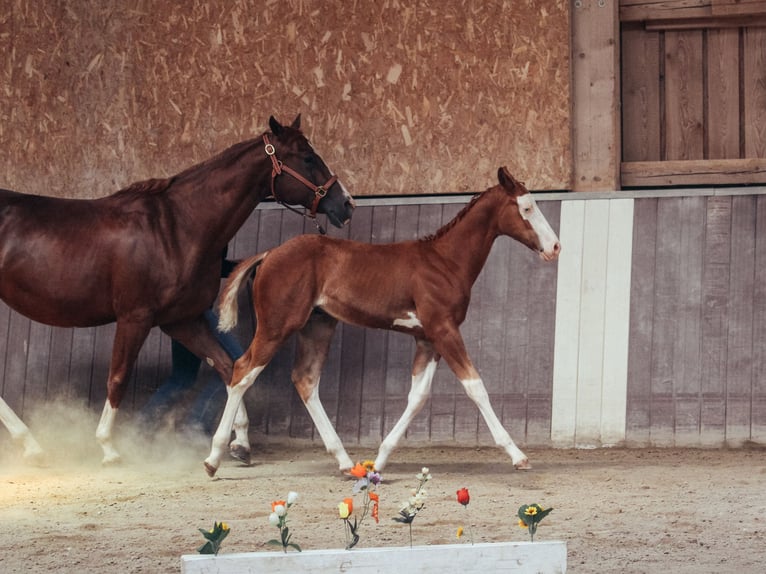 American Paint Horse Stallone Puledri (05/2026) 158 cm Overo-tutti i colori in Haldenwang