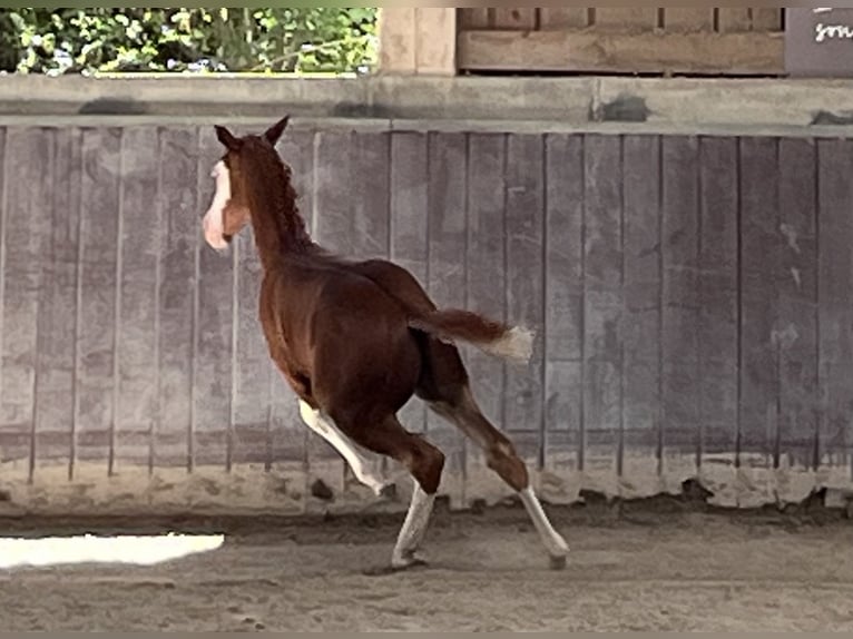 American Paint Horse Stallone Puledri (05/2026) 158 cm Overo-tutti i colori in Haldenwang
