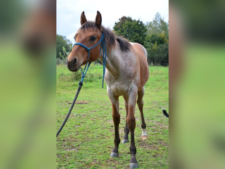American Paint Horse Mix Stallone Puledri (03/2025) 160 cm Baio roano in Walewice