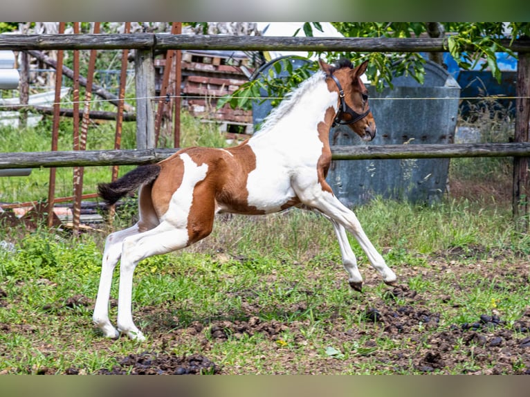 American Paint Horse Stallone Puledri (05/2026) 160 cm Tobiano-tutti i colori in Straelen