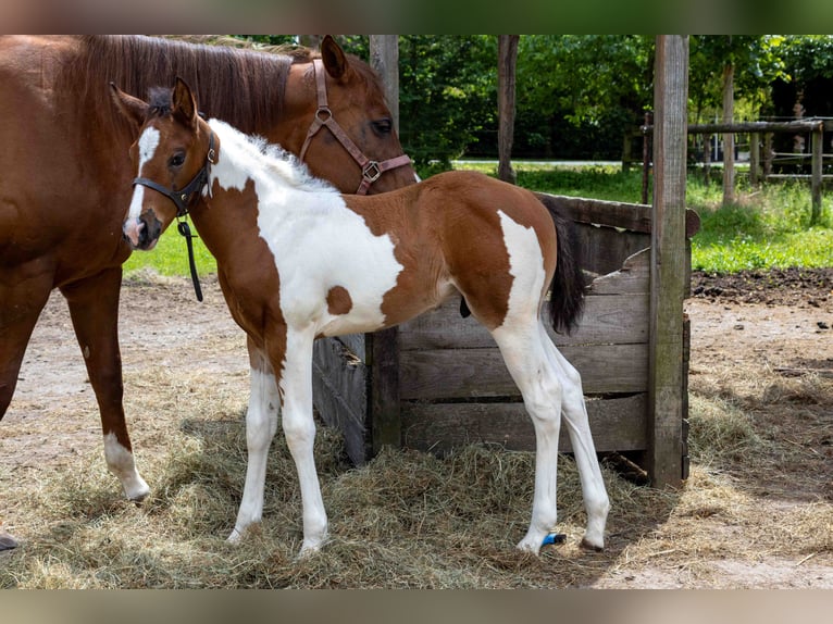 American Paint Horse Stallone Puledri (05/2026) 160 cm Tobiano-tutti i colori in Straelen
