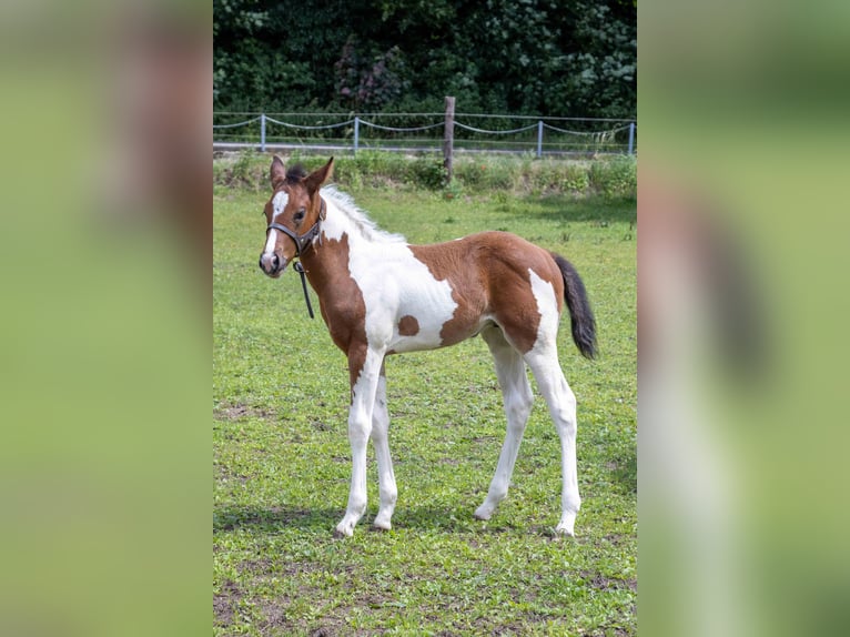 American Paint Horse Stallone Puledri (05/2026) 160 cm Tobiano-tutti i colori in Straelen