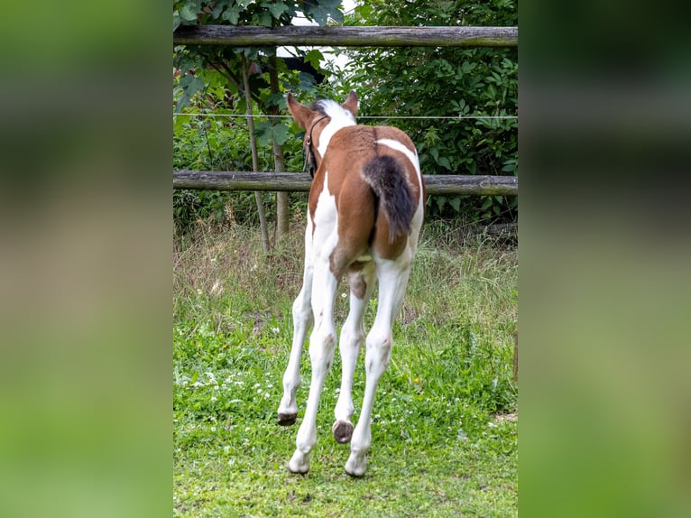 American Paint Horse Stallone Puledri (05/2026) 160 cm Tobiano-tutti i colori in Straelen