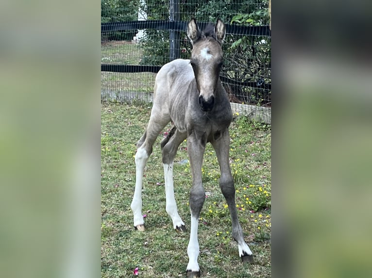 American Paint Horse Stallone Puledri (04/2026) 163 cm Pelle di daino in Cartersville Georgia