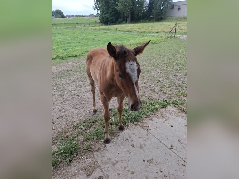 American Paint Horse Stallone Puledri (05/2026) Baio in Driehoekstraat