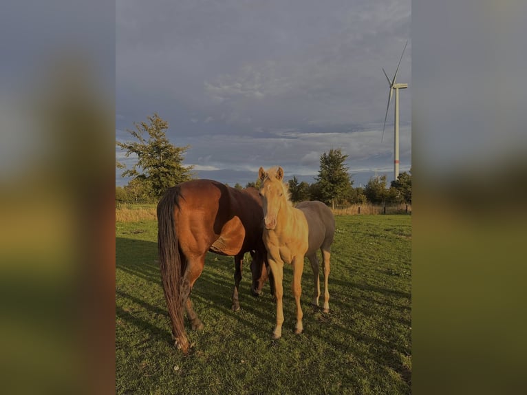 American Paint Horse Stallone Puledri (05/2025) in Meerhout