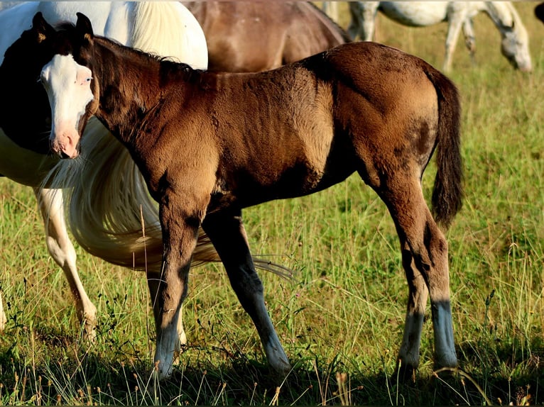 American Paint Horse Stallone Puledri (01/2026) Overo-tutti i colori in Landorthe