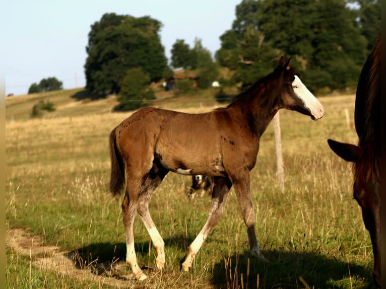 American Paint Horse Stallone Puledri (01/2026) Overo-tutti i colori in Landorthe