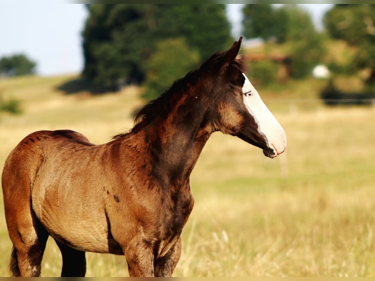 American Paint Horse Stallone Puledri (01/2026) Overo-tutti i colori in Landorthe