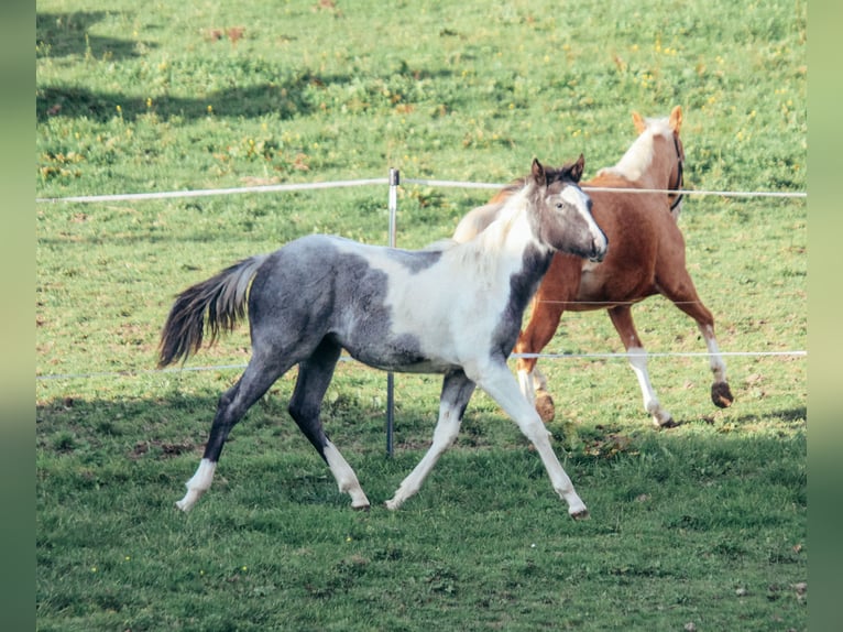 American Paint Horse Stallone Puledri (04/2025) Roano blu in Haldenwang
