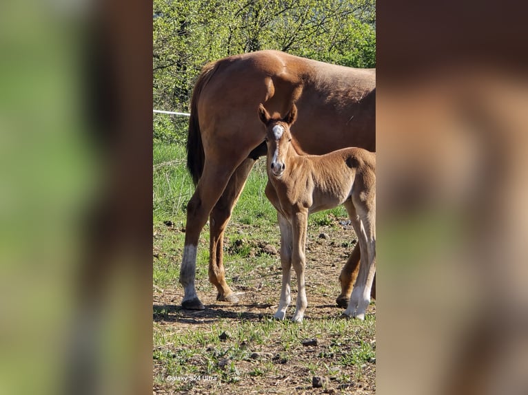American Paint Horse Stallone Puledri (04/2026) Sauro in Chbany