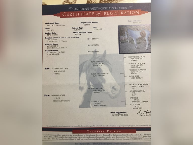 American Paint Horse Stallone Puledri (05/2025) Sauro in Incisa Scapaccino