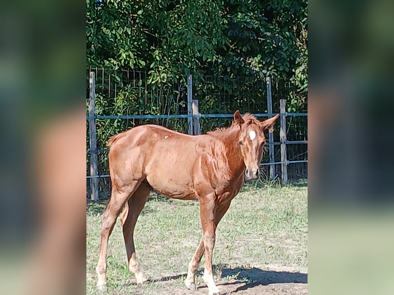 American Paint Horse Stallone Puledri (05/2025) Sauro in Incisa Scapaccino