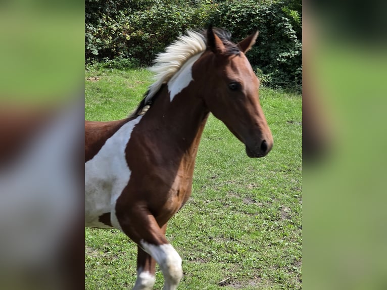 American Paint Horse Mix Stallone Puledri (03/2026) Tobiano-tutti i colori in Essen