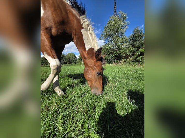 American Paint Horse Mix Stallone Puledri (03/2026) Tobiano-tutti i colori in Essen