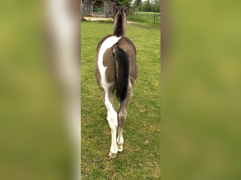 American Paint Horse Stallone Puledri (04/2026) Tobiano-tutti i colori in Michelau im Steigerwald